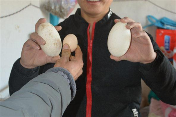 吃腌鹅蛋要注意什么(腌鹅蛋怎么吃) 吃腌鹅蛋要注意什么(腌鹅蛋怎么吃)