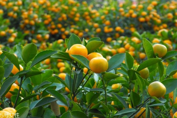 金桔的好处(金桔的好处和坏处) 金桔的好处(金桔的好处和坏处)