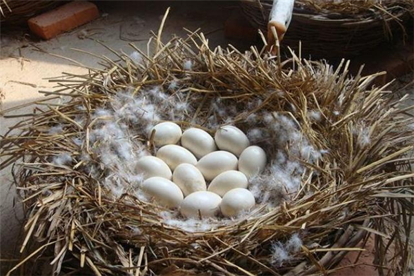 鹅蛋怎么做好吃(鹅蛋怎么做好吃不腥味) 鹅蛋怎么做好吃(鹅蛋怎么做好吃不腥味)