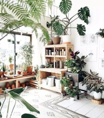 龟背竹的注意事项,龟背竹的养护和注意事项