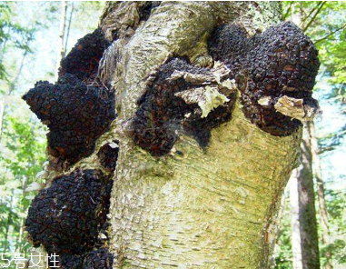 桦树茸食用方法及作用,如何挑选好的桦树茸 桦树茸食用方法及作用,如何挑选好的桦树茸