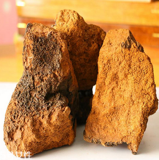 桦树茸的适用人群,桦树茸适合的人群