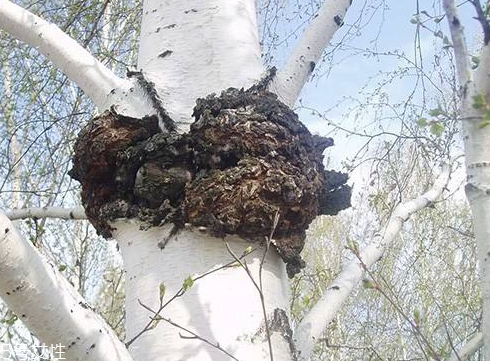白桦茸是什么样子的,白桦茸图片