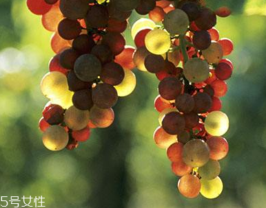 葡萄籽可以美白吗,葡萄籽真的可以美白淡斑吗 葡萄籽可以美白吗,葡萄籽真的可以美白淡斑吗