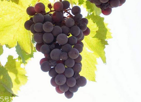 葡萄籽怎么吃效果最好,葡萄籽哪个牌子效果比较好