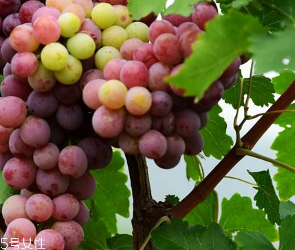 葡萄籽的服用方法,葡萄籽服用方法和用量