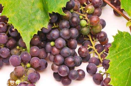 吃葡萄籽注意事项,吃葡萄籽需要忌口吗