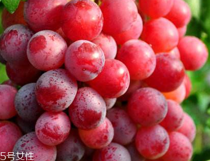 葡萄籽功效和作用营养价值,葡萄籽功效和作用及食用方法