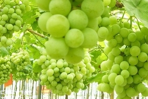 葡萄籽食用方法,葡萄籽的服用方法及时间