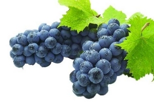 哪些人不能吃葡萄籽油,哪些人不能吃葡萄籽