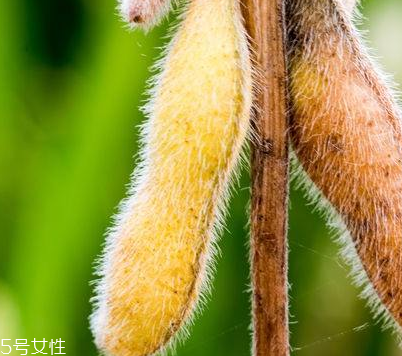 卵磷脂的功效有哪些,卵磷脂的功效是什么