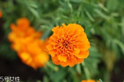 鱼肝油和叶黄素,鱼油和叶黄素