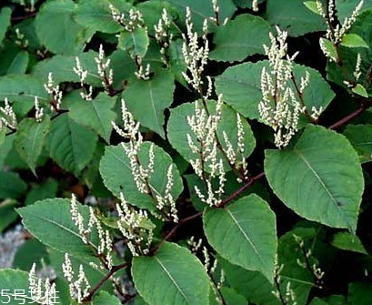 白藜芦醇的副作用及服用禁忌,白藜芦醇的功效和作用 白藜芦醇的副作用及服用禁忌,白藜芦醇的功效和作用