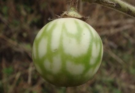 什么中药洗头发变黑发,用什么中药洗头发可以变黑