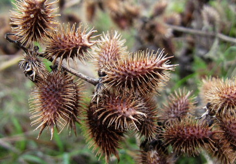 苍耳子治耳鸣的方法,苍耳治耳鸣的用法
