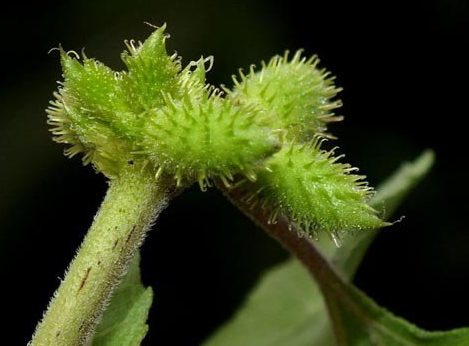 苍耳子治痔疮的方法,苍耳治疗痔疮怎么用法