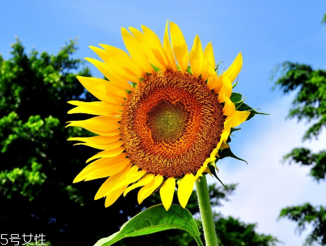 心血管病的症状常见的有,心血管病的症状有哪些表现