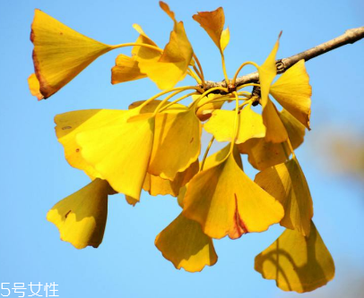 中风后智力下降可以治愈吗,中风会不会影响智力 中风后智力下降可以治愈吗,中风会不会影响智力