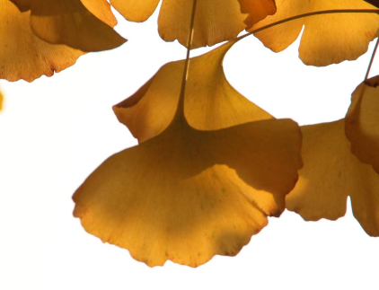 中风的诱因有哪些,中风的诱因及发病机制