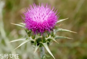 奶蓟草护肝片的功效和作用,swisse奶蓟草护肝片功效 奶蓟草护肝片的功效和作用,swisse奶蓟草护肝片功效
