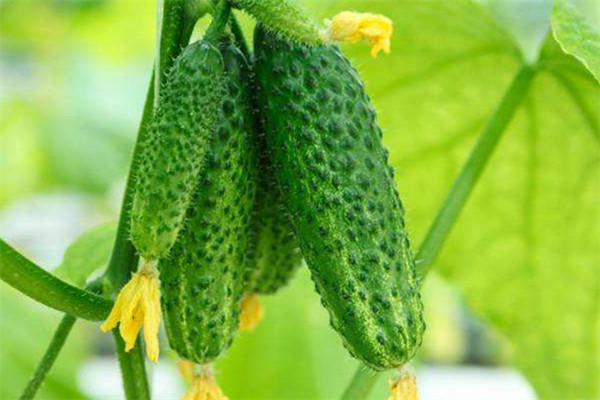 黄瓜的十大禁忌(黄瓜的食用禁忌)