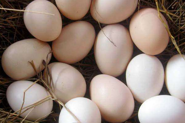 土鸡蛋更有营养吗(土鸡蛋更有营养吗是真的吗)