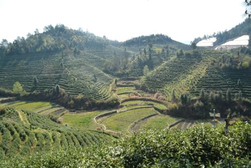 资溪白茶有什么药用价值(资溪白茶的功效和作用)