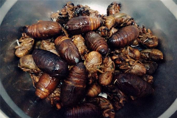 蚕蛹怎么做给小孩吃(婴儿吃蚕蛹)