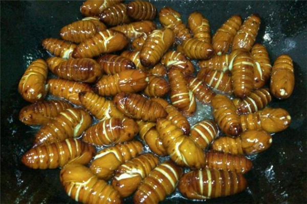 吃蚕蛹有什么好处(吃蚕蛹有什么好处有什么坏处)