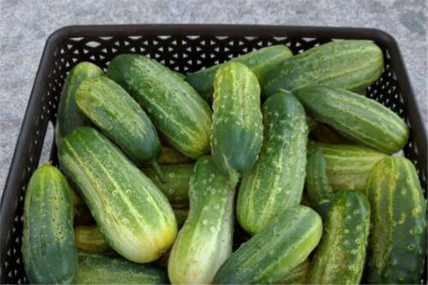 油黄瓜的做法(油黄瓜的腌制方法的做法及配方)