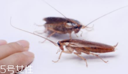 如何有效的灭杀蟑螂,如何杀灭蟑螂 如何有效的灭杀蟑螂,如何杀灭蟑螂