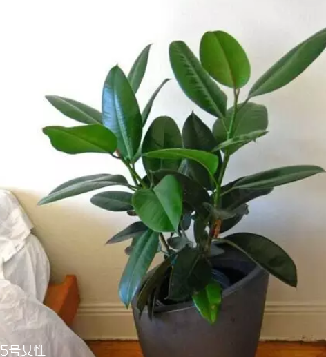 种花的好处 精神上的,养花是一种精神寄托 种花的好处 精神上的,养花是一种精神寄托