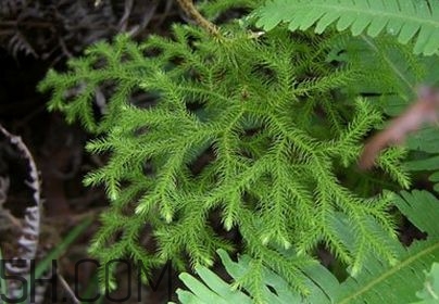 伸筋草的功效和作用和主治,伸筋草的功效和作用图片