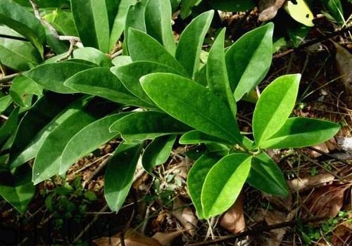 丁公藤的功效和作用,中药丁公藤的功能主治