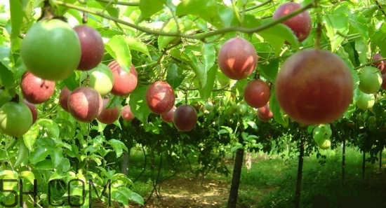 百香果能放几天在冰箱里,百香果打开后放冰箱能放多久