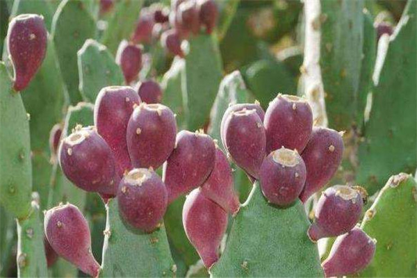 中分内扣发型推荐(中分内扣发型图片)