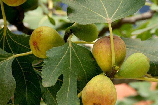 无花果树枝煮水的功效(无花果树枝煮水治痔疮)