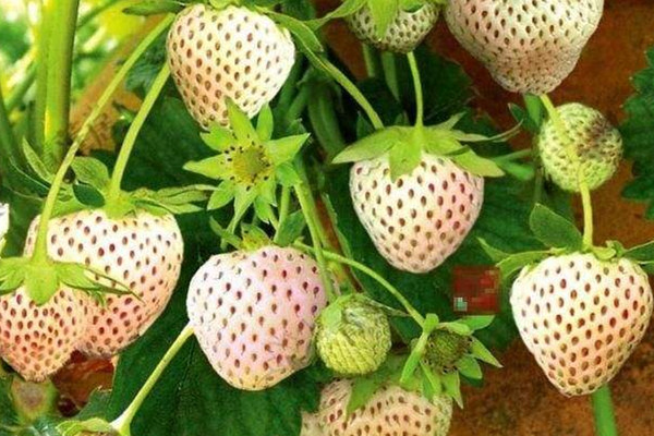 菠萝莓多少钱一斤(菠萝莓多少钱一斤图片)