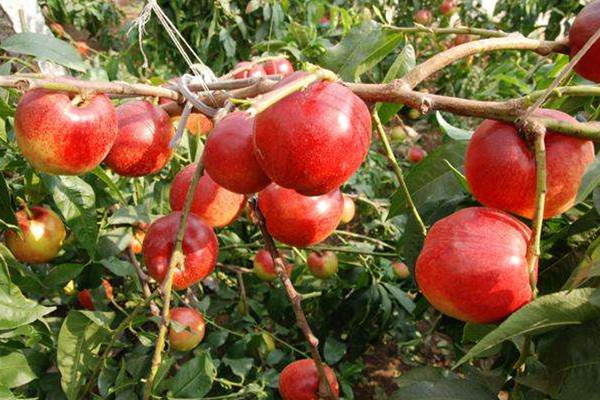 吃油桃对人体的好处(吃油桃有什么好处和坏处)