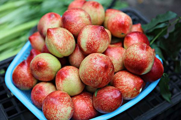 油桃一天吃几个好(油桃一天吃几个好) 油桃一天吃几个好(油桃一天吃几个好)