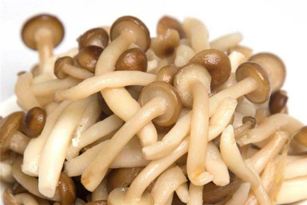 蟹味菇炒蛋营养价值(鸡蛋炒蟹味菇) 蟹味菇炒蛋营养价值(鸡蛋炒蟹味菇)