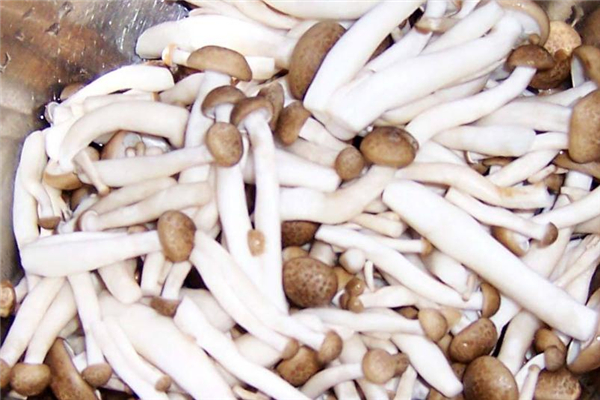 蟹味菇的营养价值(蟹味菇的营养价值和功效作用)