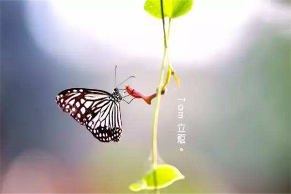 立夏吃什么水果(立夏吃什么水果好) 立夏吃什么水果(立夏吃什么水果好)