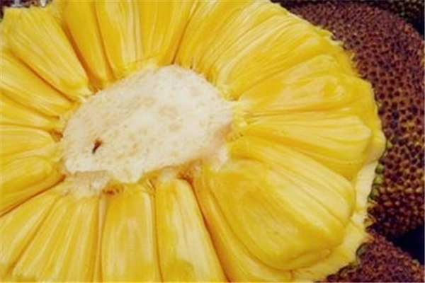 菠萝蜜怎么吃(菠萝蜜怎么吃好吃又简单的方法)