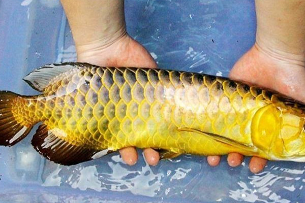 鱼肉的营养价值(鱼肉的营养价值及功效和作用)