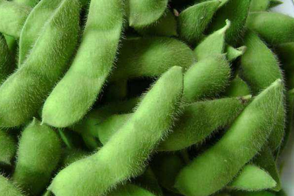 毛豆的营养价值(毛豆的营养价值及功效和作用) 毛豆的营养价值(毛豆的营养价值及功效和作用)