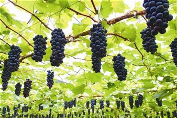 葡萄的功效和作用(葡萄干的功效和作用) 葡萄的功效和作用(葡萄干的功效和作用)