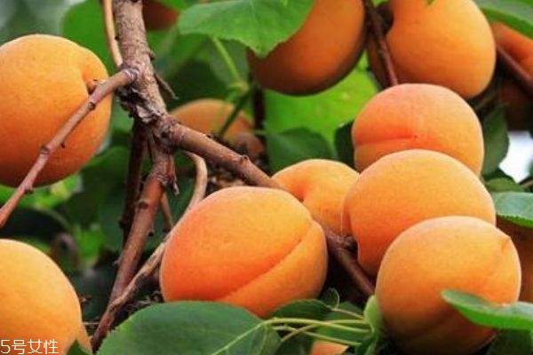 青梅是杏吗(青梅是杏吗)