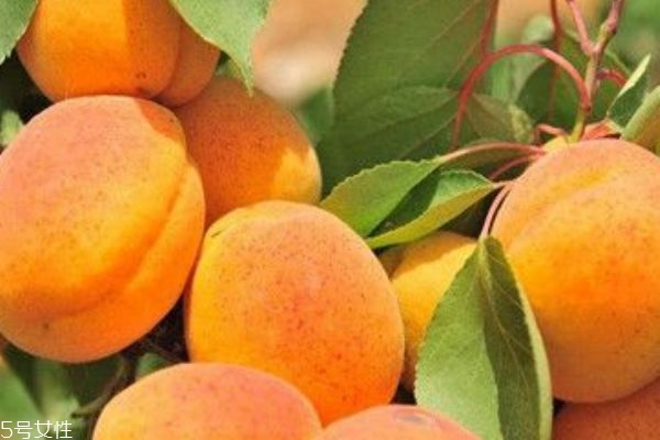 吃杏干的好处(吃杏干的好处和坏处)