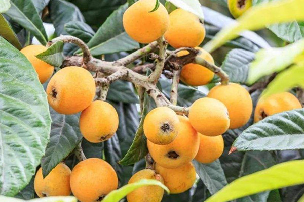 枇杷的营养价值(枇杷的营养价值和作用) 枇杷的营养价值(枇杷的营养价值和作用)